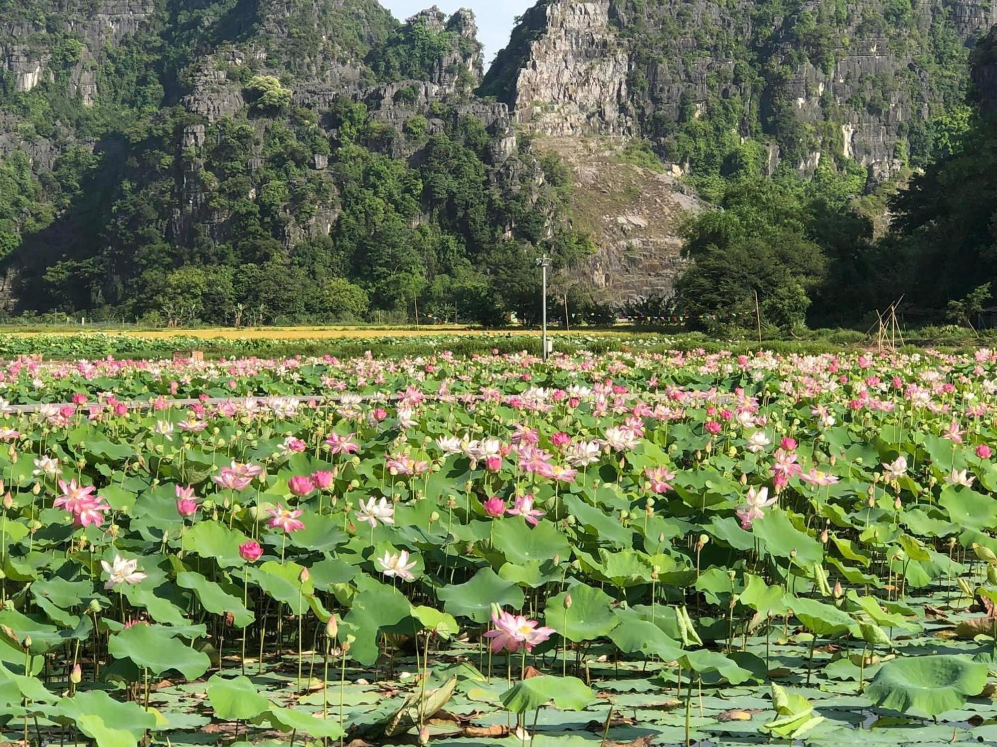 Tam Coc - Thanh Homestay Νιν Μπιν Εξωτερικό φωτογραφία